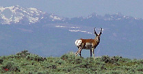 antelope outside laramie